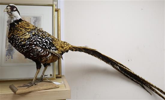 A taxidermic pheasant